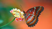 Красивые фото бабочек2.jpg